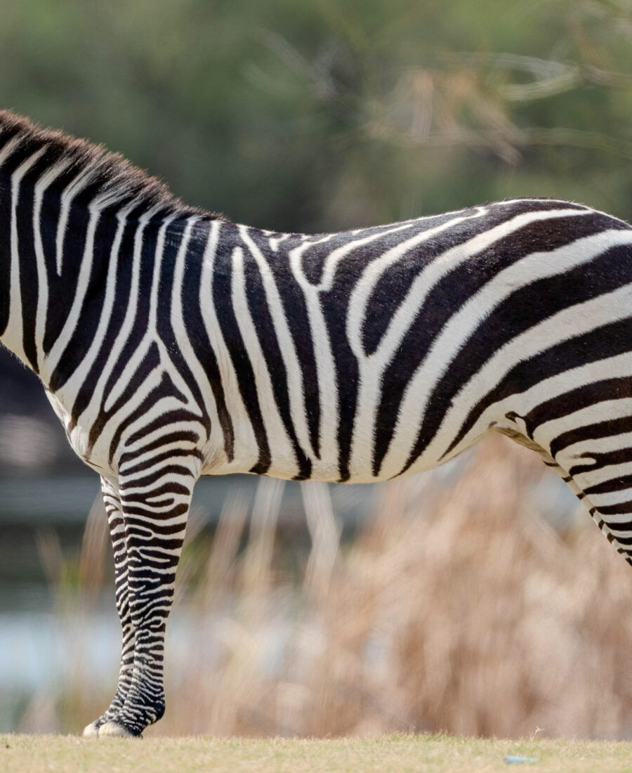 Zebra Hunt